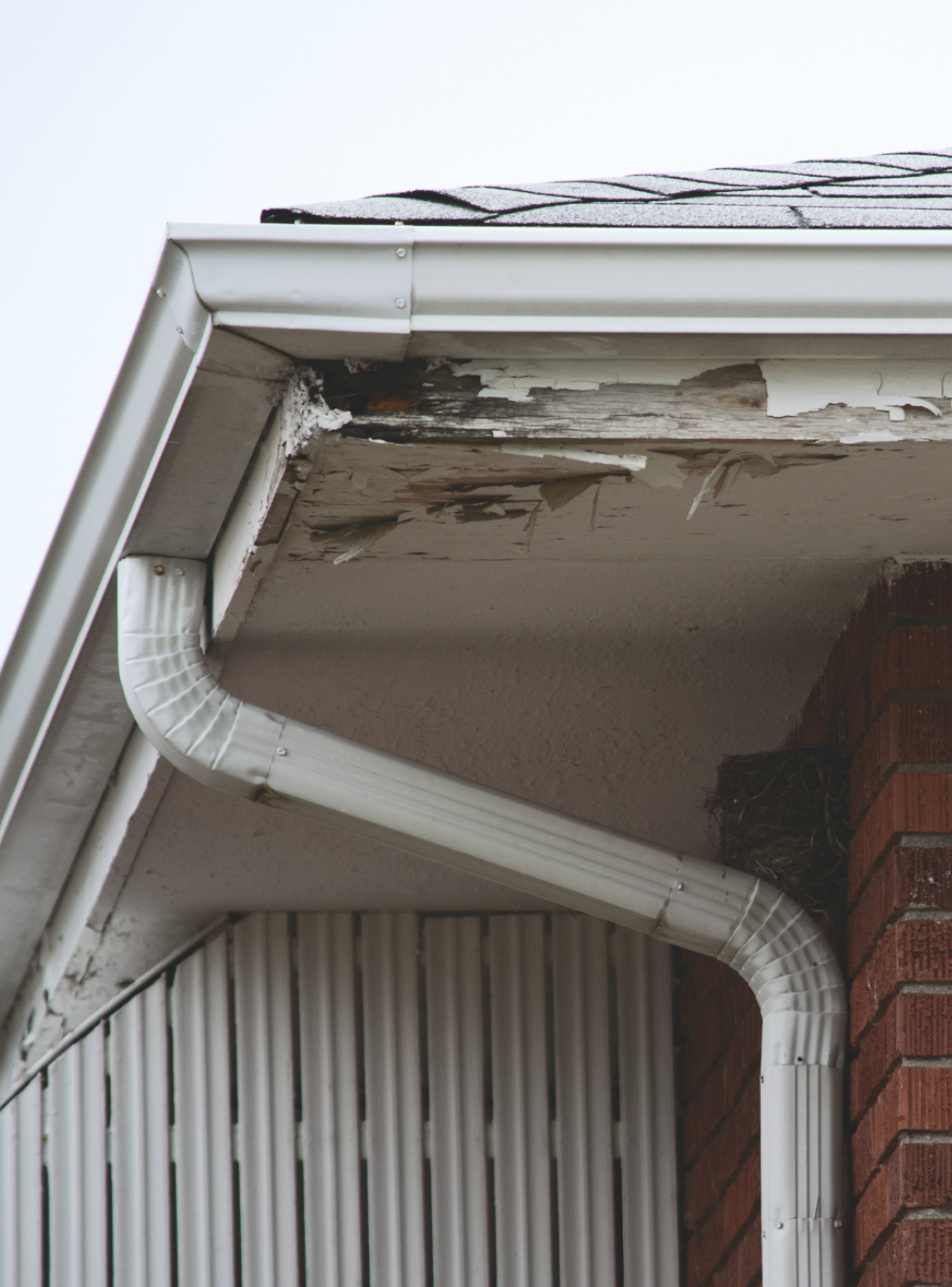 Damaged fascia board showing signs of water infiltration, needing a gutter replacement contractor